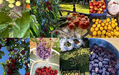 BEYNAM DAĞ ORMAN EVLERİNDE YENİLENMİŞ SATILIK VİLLA