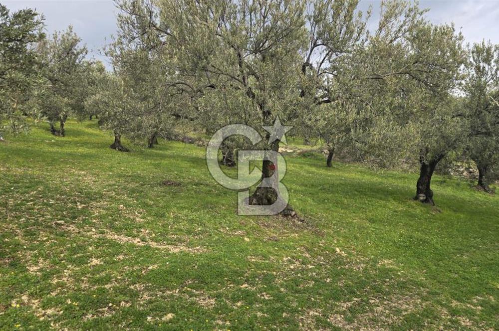 Foça Gerenköy'de Satılık Hisseli Zeytinli Tarla