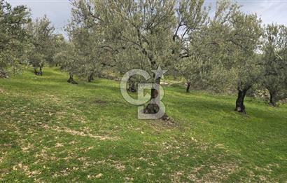 Foça Gerenköy'de Satılık Hisseli Zeytinli Tarla