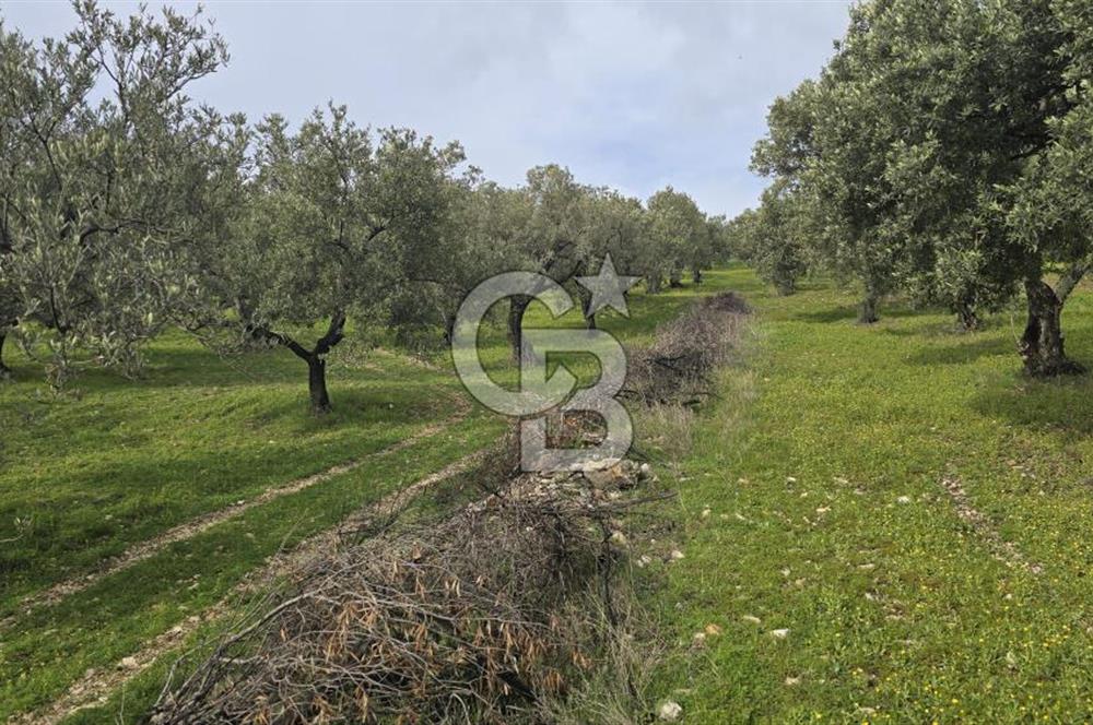 Foça Gerenköy'de Satılık Hisseli Zeytinli Tarla