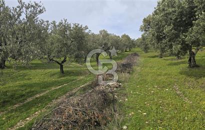 Foça Gerenköy'de Satılık Hisseli Zeytinli Tarla