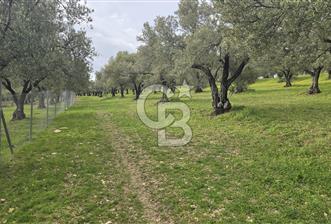 Foça Gerenköy'de Satılık Hisseli Zeytinli Tarla - 1 - 332361