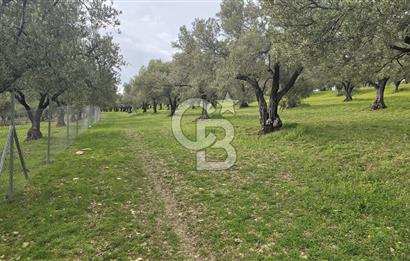 Foça Gerenköy'de Satılık Hisseli Zeytinli Tarla