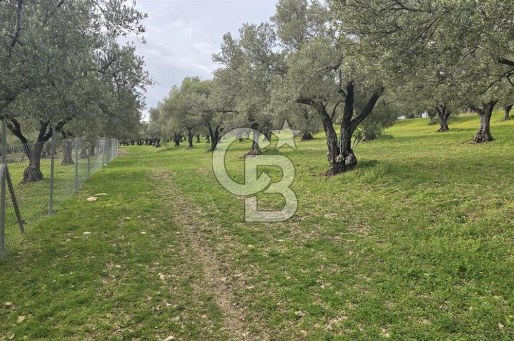 Foça Gerenköy'de Satılık Hisseli Zeytinli Tarla
