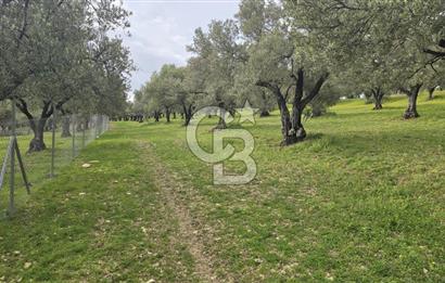 Foça Gerenköy'de Satılık Hisseli Zeytinli Tarla
