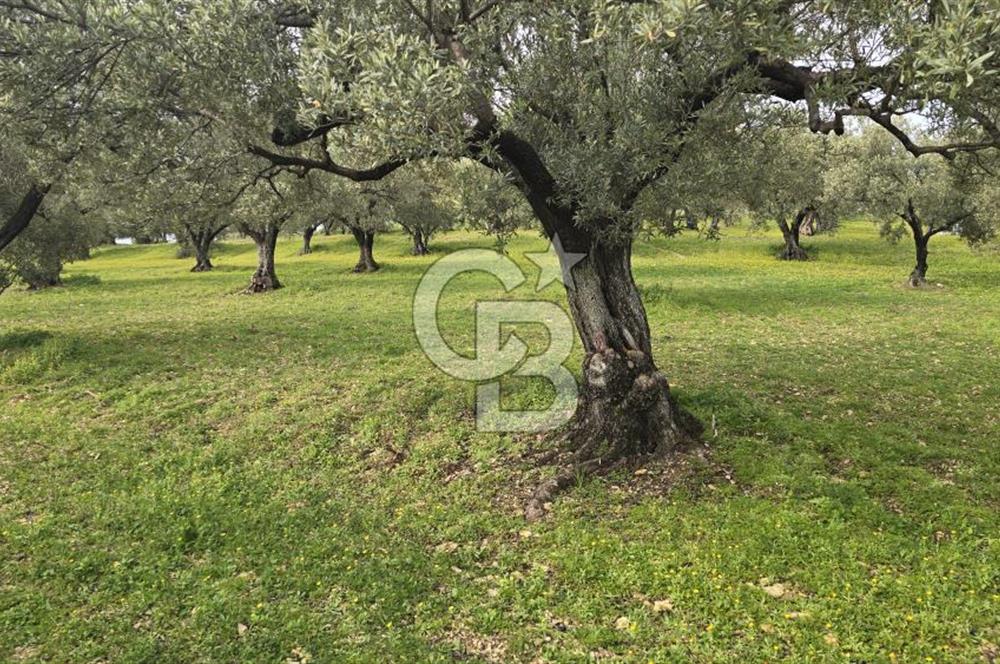 Foça Gerenköy'de Satılık Hisseli Zeytinli Tarla