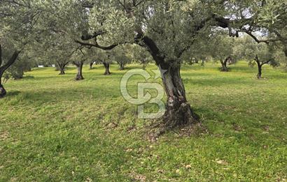 Foça Gerenköy'de Satılık Hisseli Zeytinli Tarla