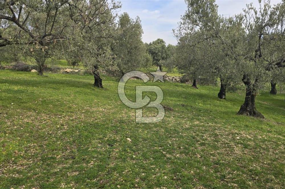 Foça Gerenköy'de Satılık Hisseli Zeytinli Tarla