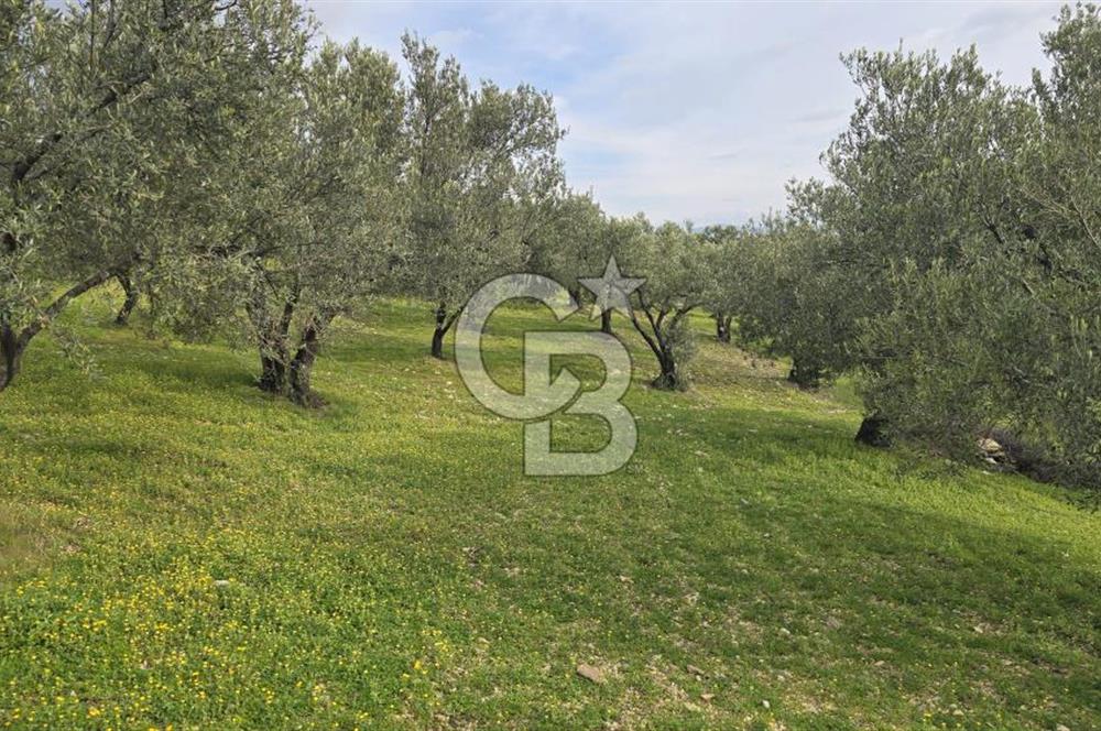 Foça Gerenköy'de Satılık Hisseli Zeytinli Tarla