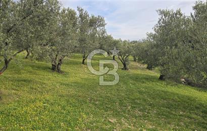 Foça Gerenköy'de Satılık Hisseli Zeytinli Tarla