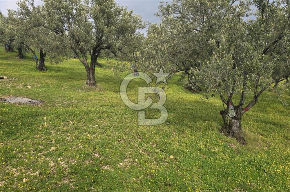 Foça Gerenköy'de Satılık Hisseli Zeytinli Tarla