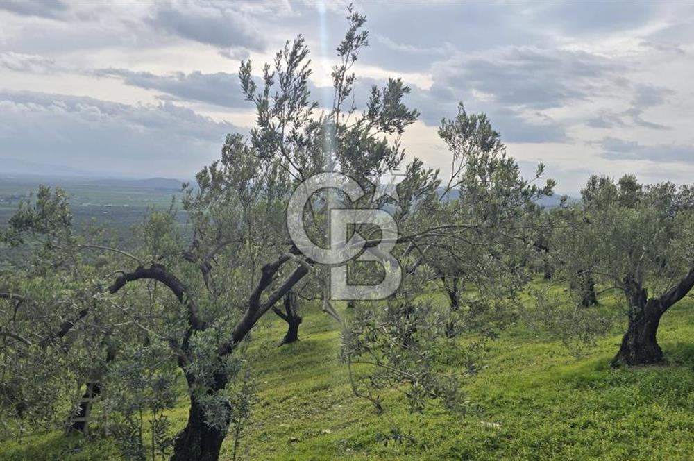 Foça Gerenköy'de Satılık Hisseli Zeytinli Tarla