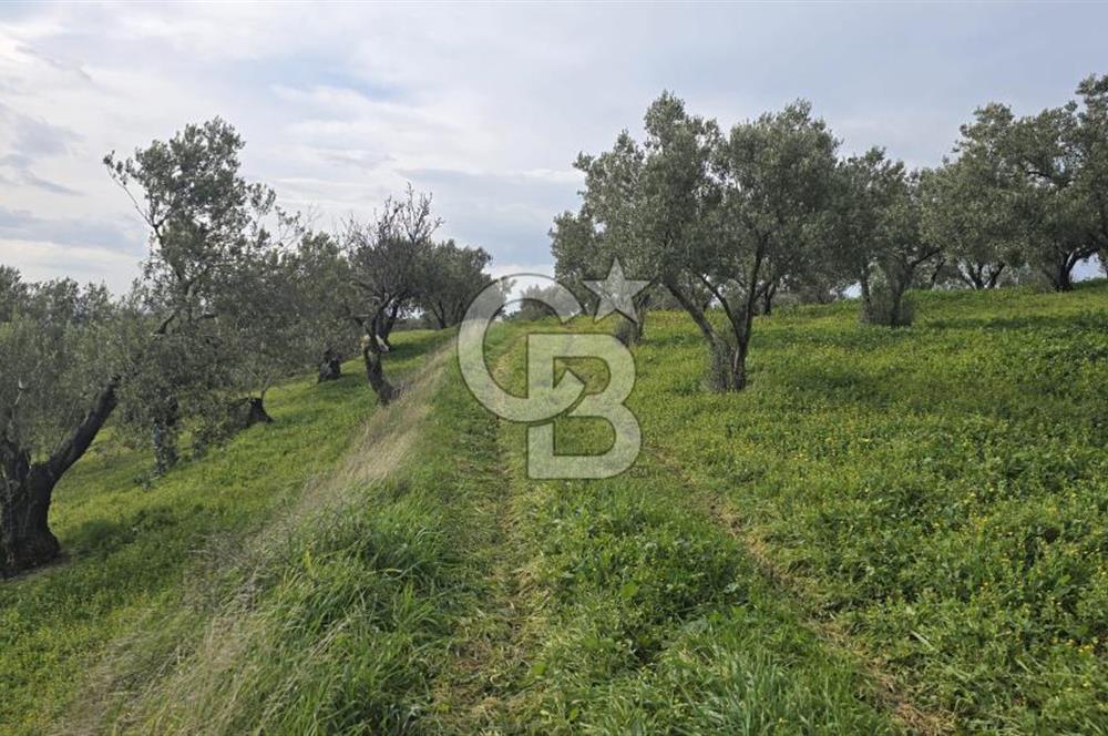 Foça Gerenköy'de Satılık Hisseli Zeytinli Tarla
