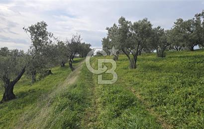 Foça Gerenköy'de Satılık Hisseli Zeytinli Tarla