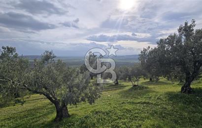 Foça Gerenköy'de Satılık Hisseli Zeytinli Tarla