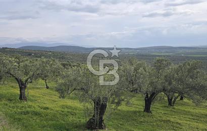 Foça Gerenköy'de Satılık Hisseli Zeytinli Tarla