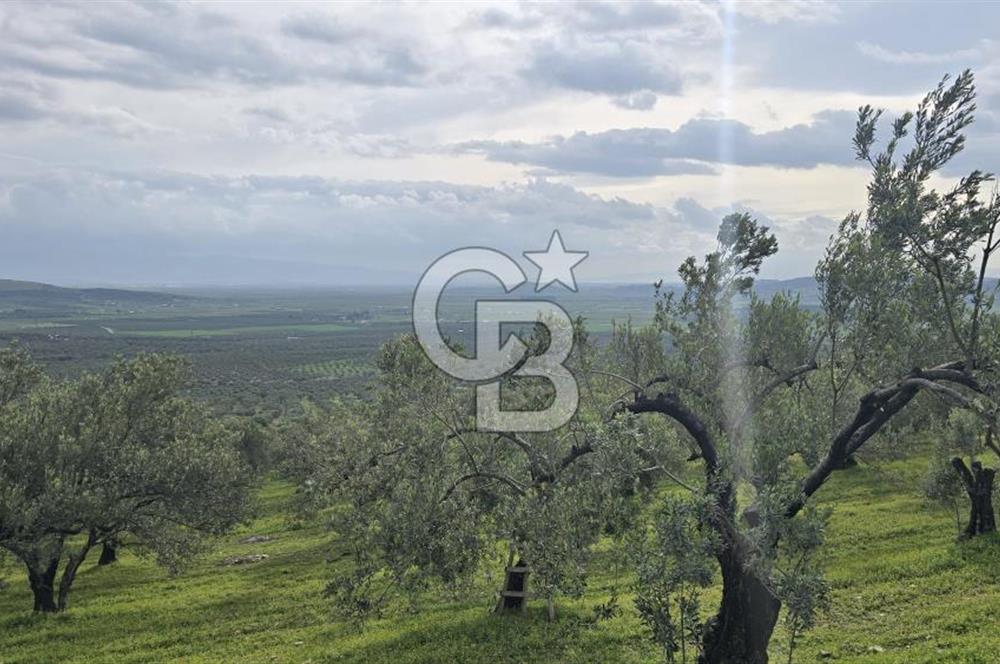 Foça Gerenköy'de Satılık Hisseli Zeytinli Tarla