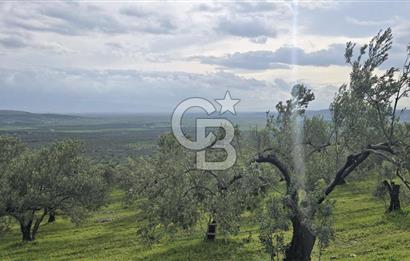 Foça Gerenköy'de Satılık Hisseli Zeytinli Tarla