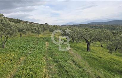 Foça Gerenköy'de Satılık Hisseli Zeytinli Tarla