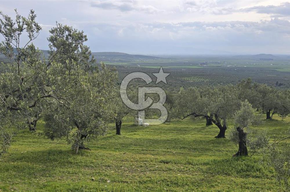 Foça Gerenköy'de Satılık Hisseli Zeytinli Tarla