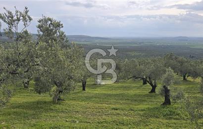 Foça Gerenköy'de Satılık Hisseli Zeytinli Tarla