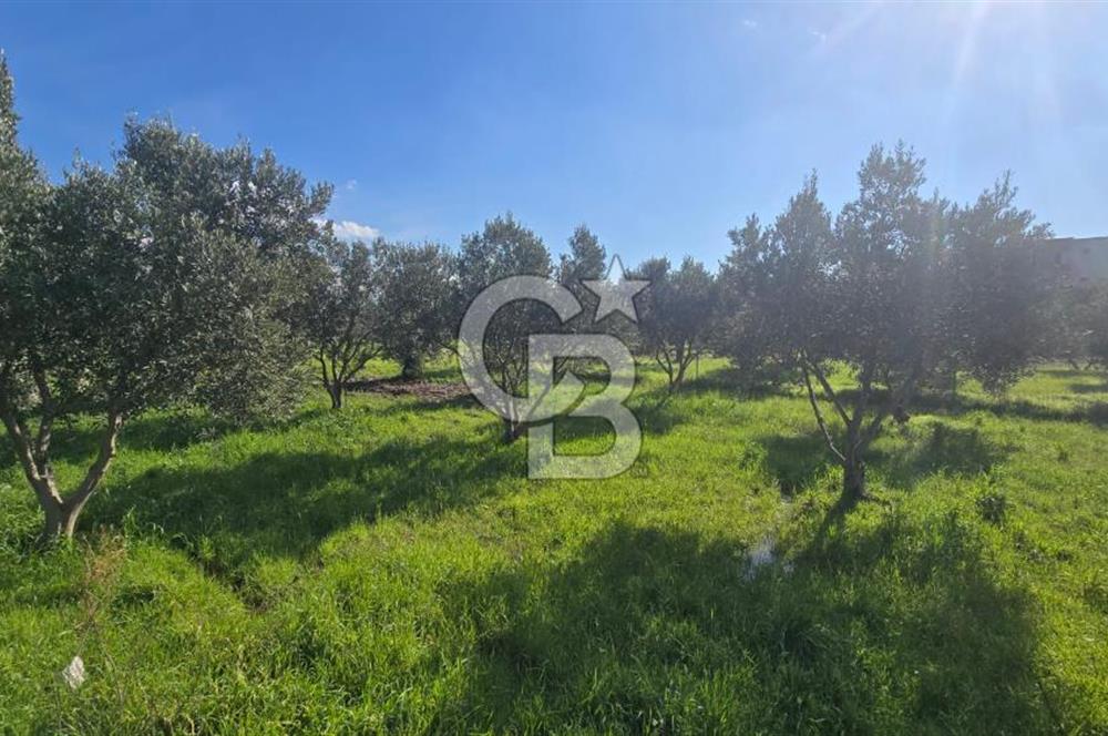 Menemen Türkelli'de Satılık Zeytinli Bağ