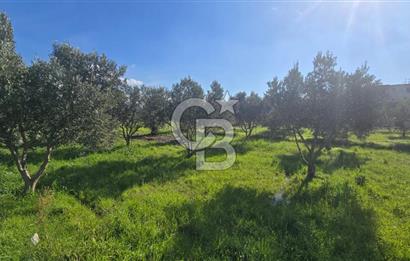 Menemen Türkelli'de Satılık Zeytinli Bağ