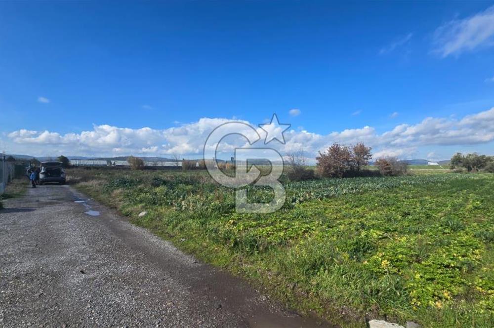 Menemen Türkelli'de Satılık Zeytinli Bağ