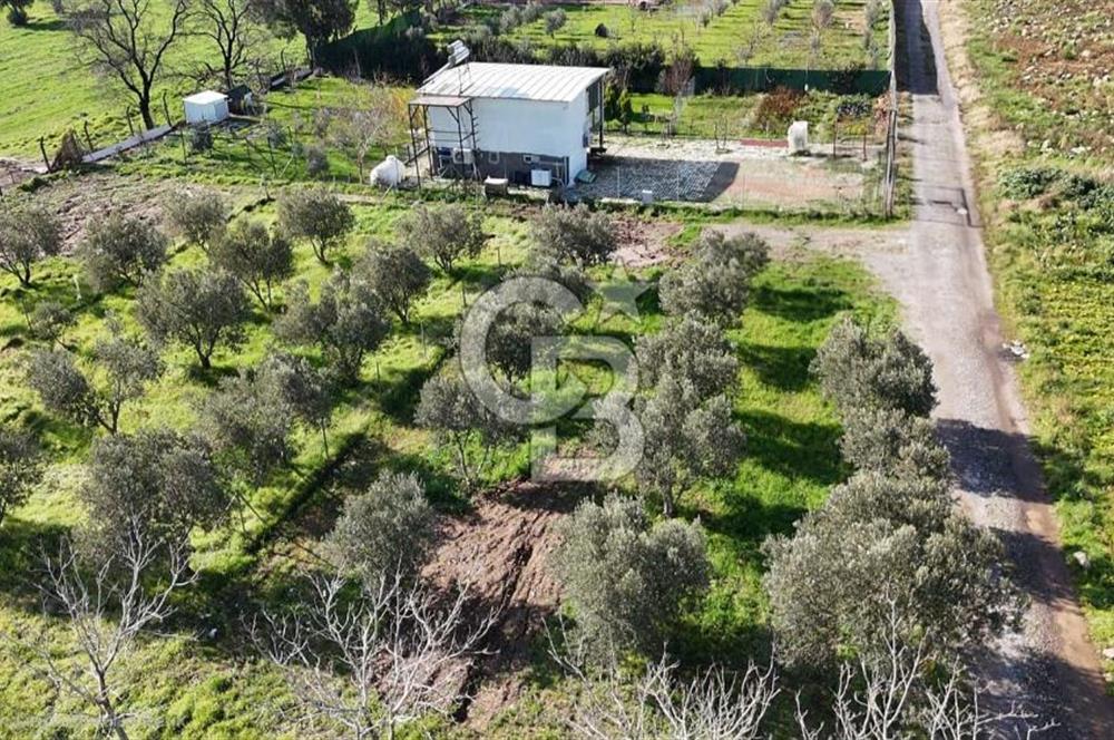 Menemen Türkelli'de Satılık Zeytinli Bağ