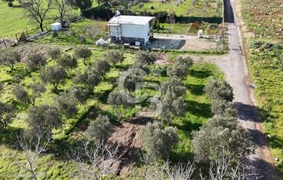 Menemen Türkelli'de Satılık Zeytinli Bağ
