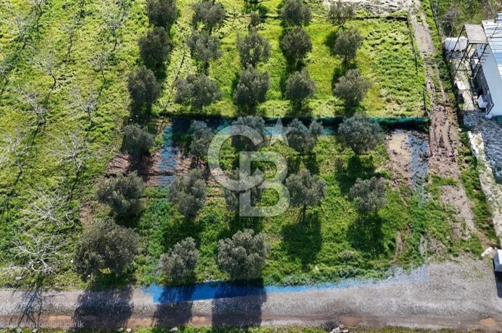 Menemen Türkelli'de Satılık Zeytinli Bağ