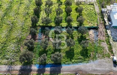 Menemen Türkelli'de Satılık Zeytinli Bağ