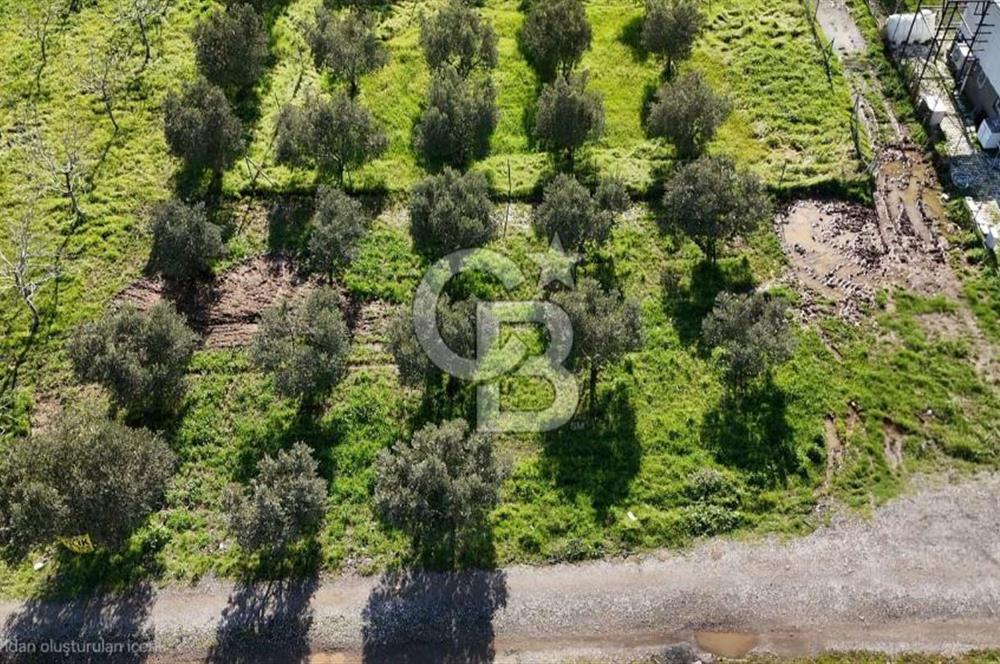 Menemen Türkelli'de Satılık Zeytinli Bağ