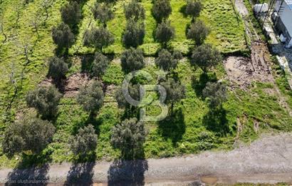 Menemen Türkelli'de Satılık Zeytinli Bağ