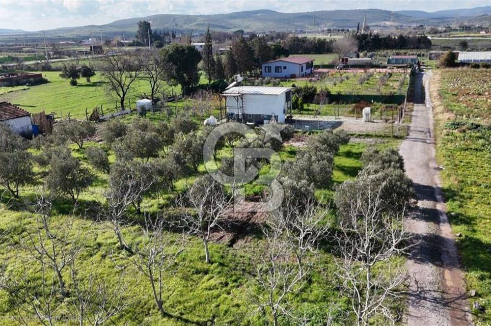 Menemen Türkelli'de Satılık Zeytinli Bağ