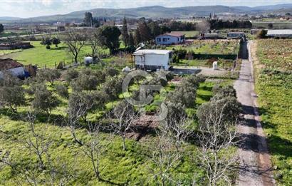 Menemen Türkelli'de Satılık Zeytinli Bağ