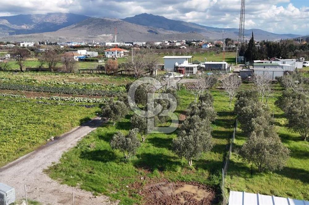 Menemen Türkelli'de Satılık Zeytinli Bağ