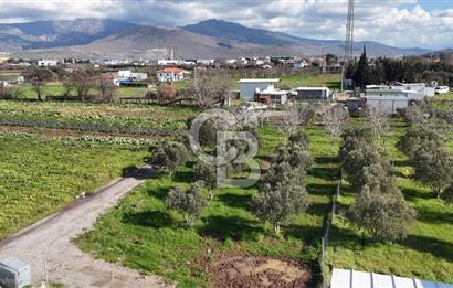 Menemen Türkelli'de Satılık Zeytinli Bağ