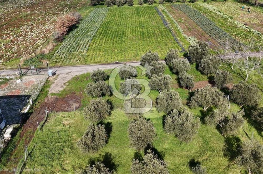 Menemen Türkelli'de Satılık Zeytinli Bağ