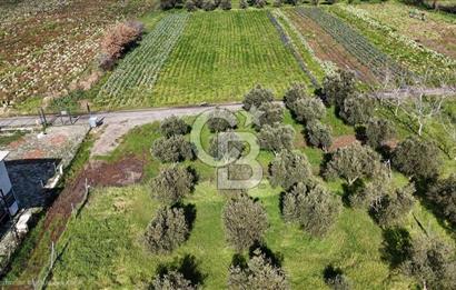 Menemen Türkelli'de Satılık Zeytinli Bağ