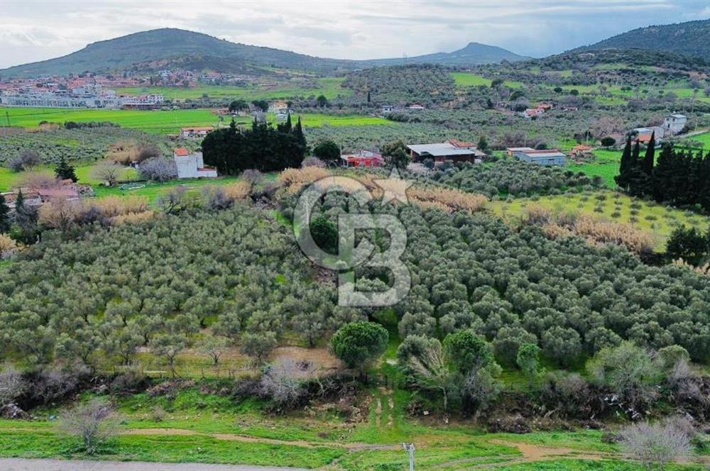 Foça Yenibağarasında Satılık Tarla