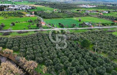 Foça Yenibağarasında Satılık Tarla