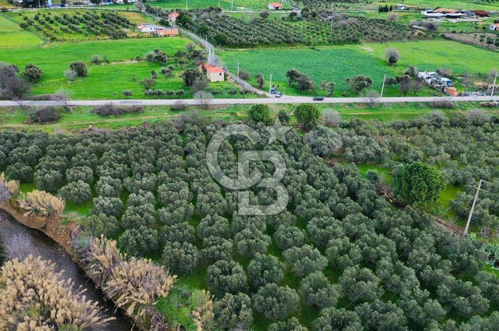 Foça Yenibağarasında Satılık Tarla