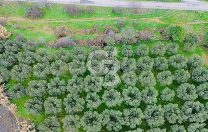 Foça Yenibağarasında Satılık Tarla