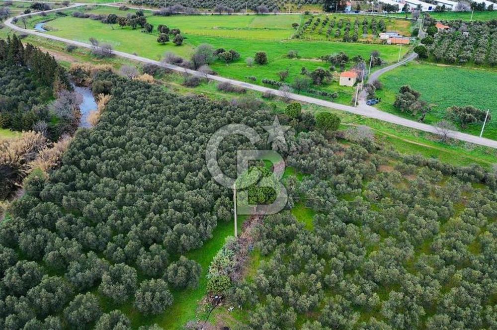 Foça Yenibağarasında Satılık Tarla