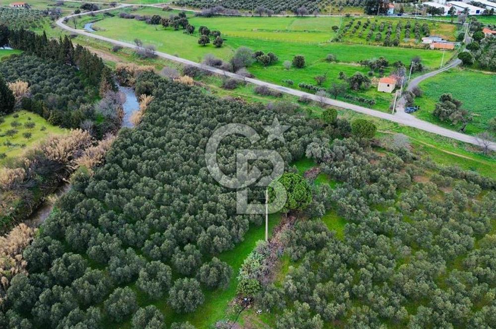 Foça Yenibağarasında Satılık Tarla