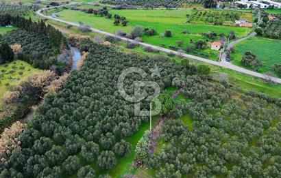 Foça Yenibağarasında Satılık Tarla