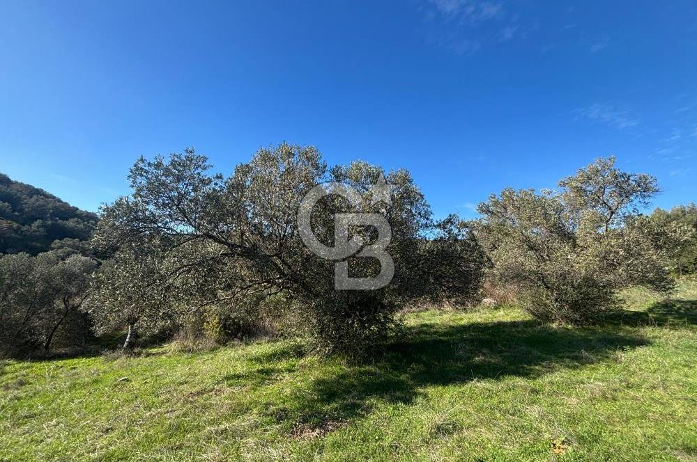 İZMİR BERGAMA ÇOK ACİL İHTİYAÇ NEDENİYLE FIRSAT YATIRIMLIK!