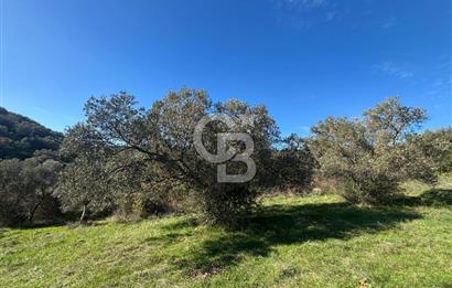 İZMİR BERGAMA ÇOK ACİL İHTİYAÇ NEDENİYLE FIRSAT YATIRIMLIK!