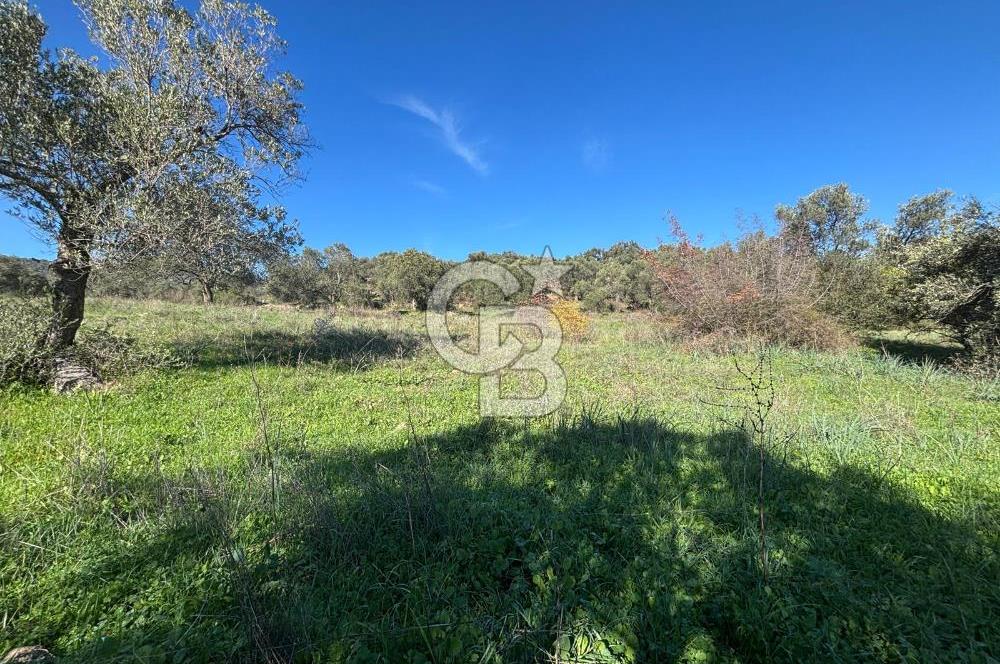 İZMİR BERGAMA ÇOK ACİL İHTİYAÇ NEDENİYLE FIRSAT YATIRIMLIK!